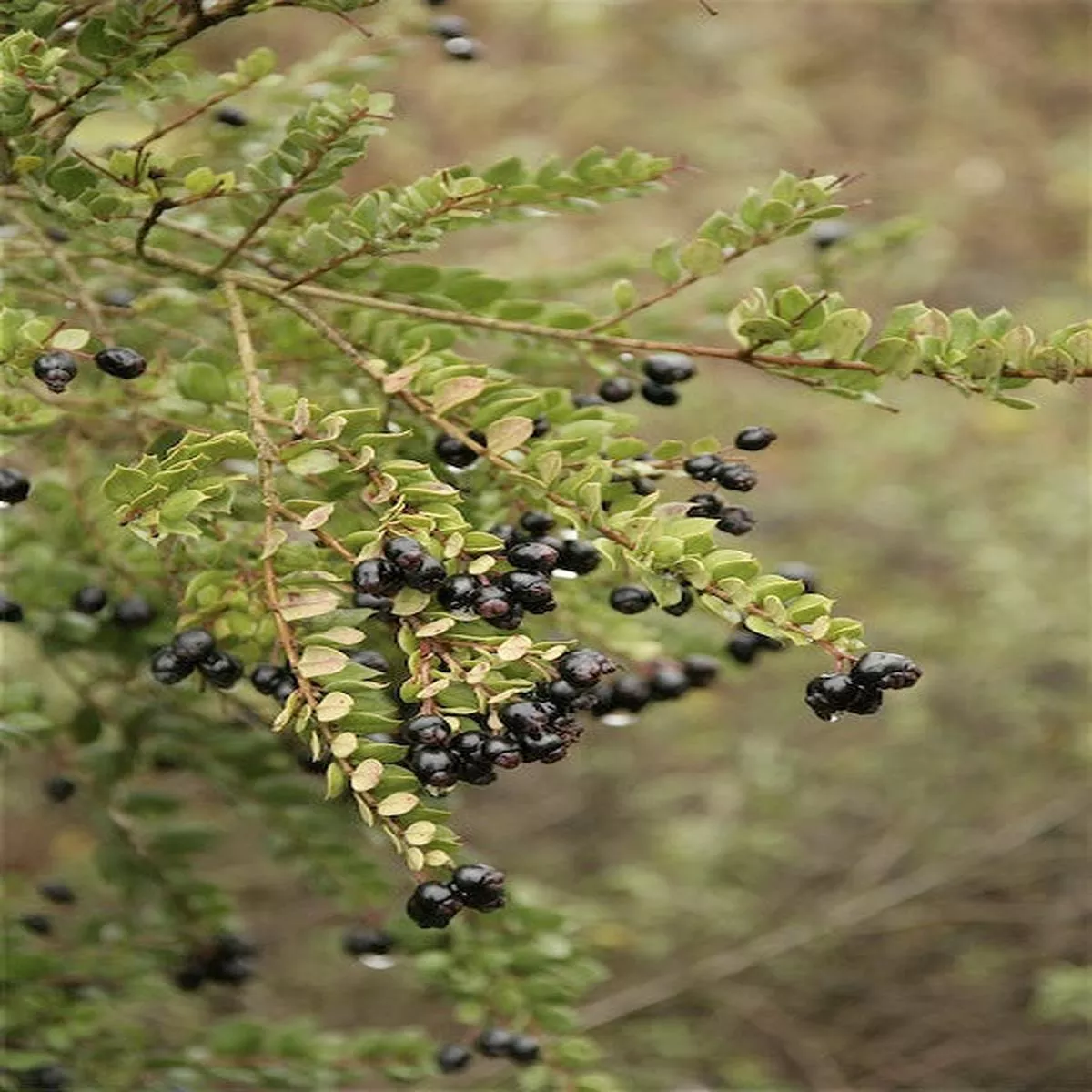 *RETAIL – Luma apiculata