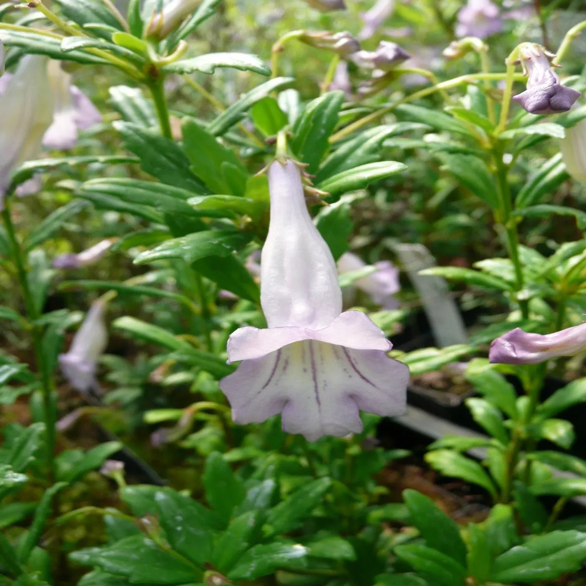 *RETAIL – Lysionotus pauciflorus