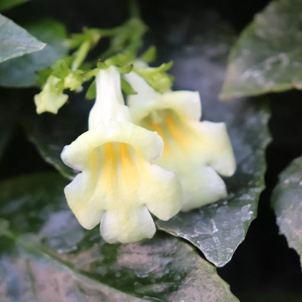 *RETAIL – Lysionotus’Pudding ’