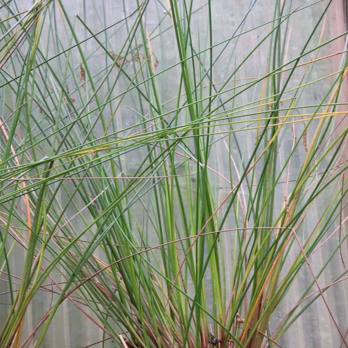 *RETAIL – Machaerina articulata