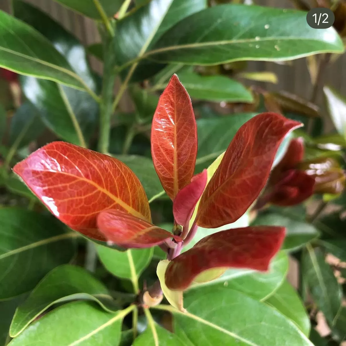 *RETAIL – Machilus thunbergii