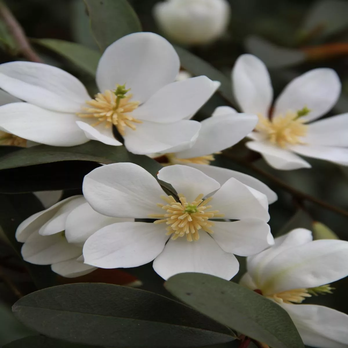 *RETAIL – Magnolia laevifolia