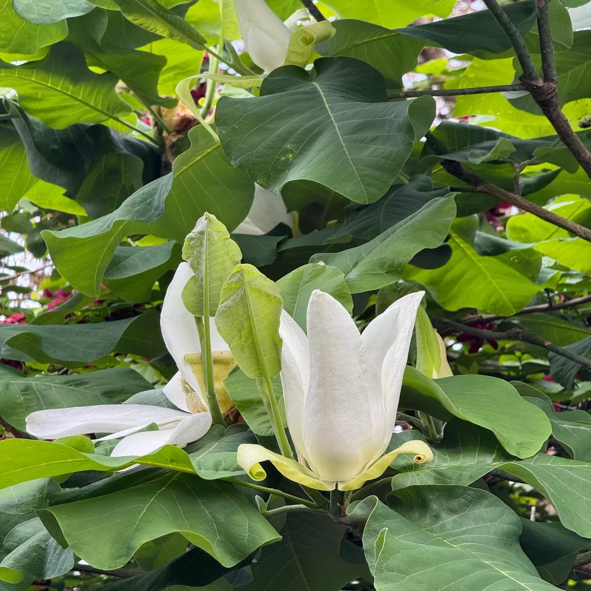 *RETAIL – Magnolia macrophylla