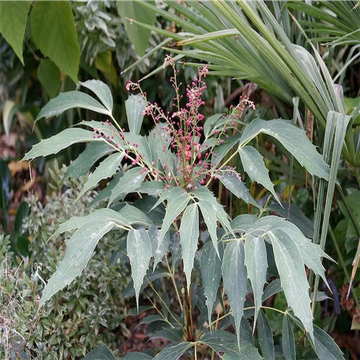 *RETAIL – Mahonia gracilipes