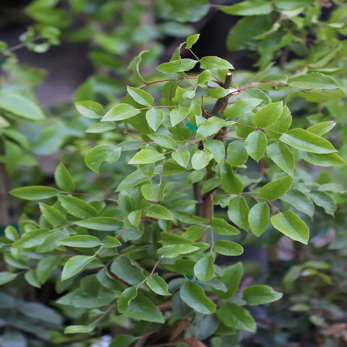 *RETAIL – Mahonia gracilis
