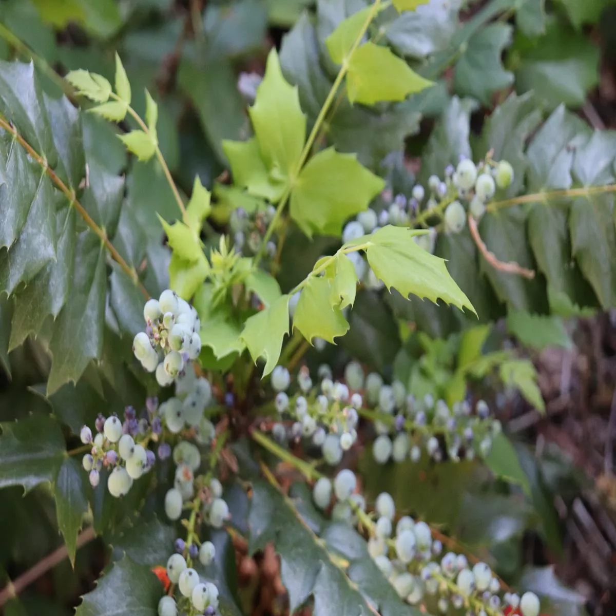 *RETAIL – Mahonia nervosa