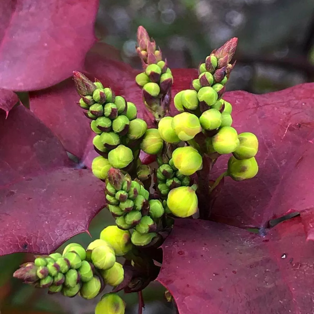 *RETAIL – Mahonia repens