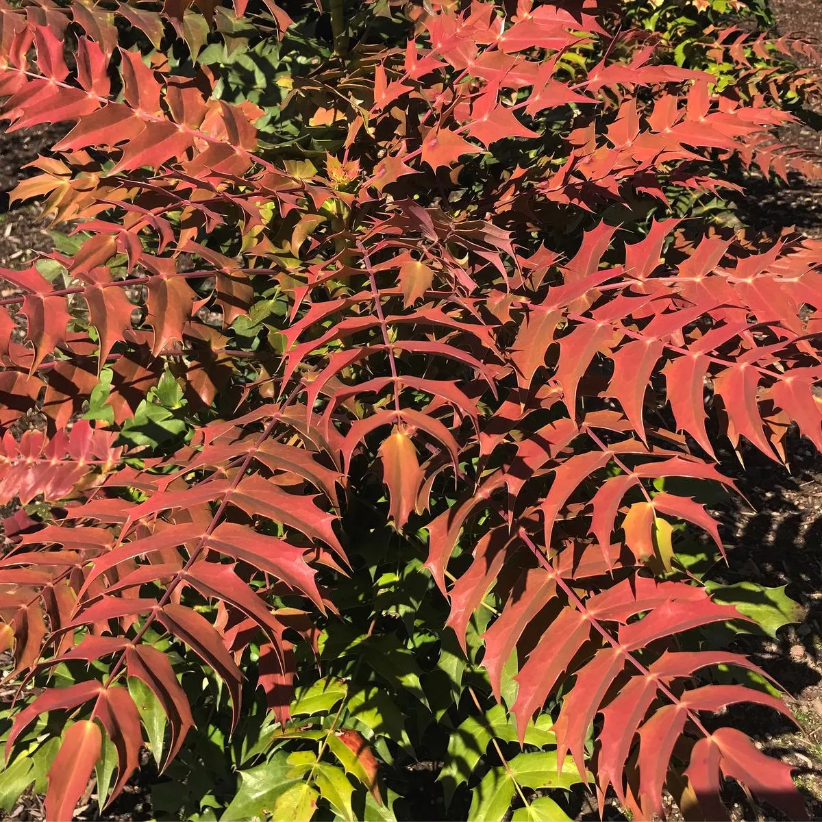 *RETAIL – Mahonia x media’Winter Sun ’