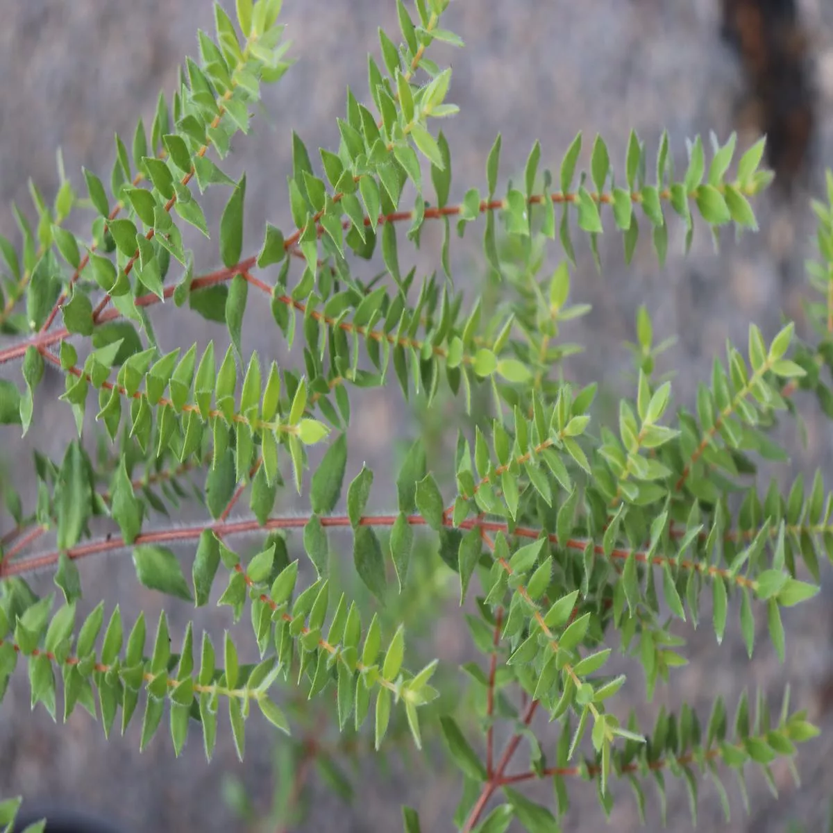 *RETAIL – Melaleuca squarrosa