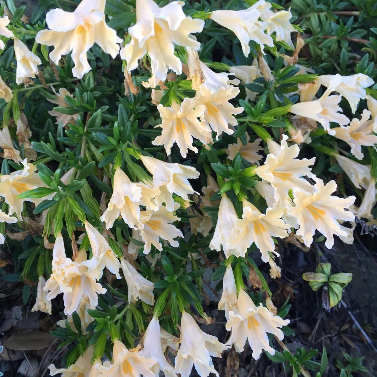 *RETAIL – Mimulus bifidus var. alba
