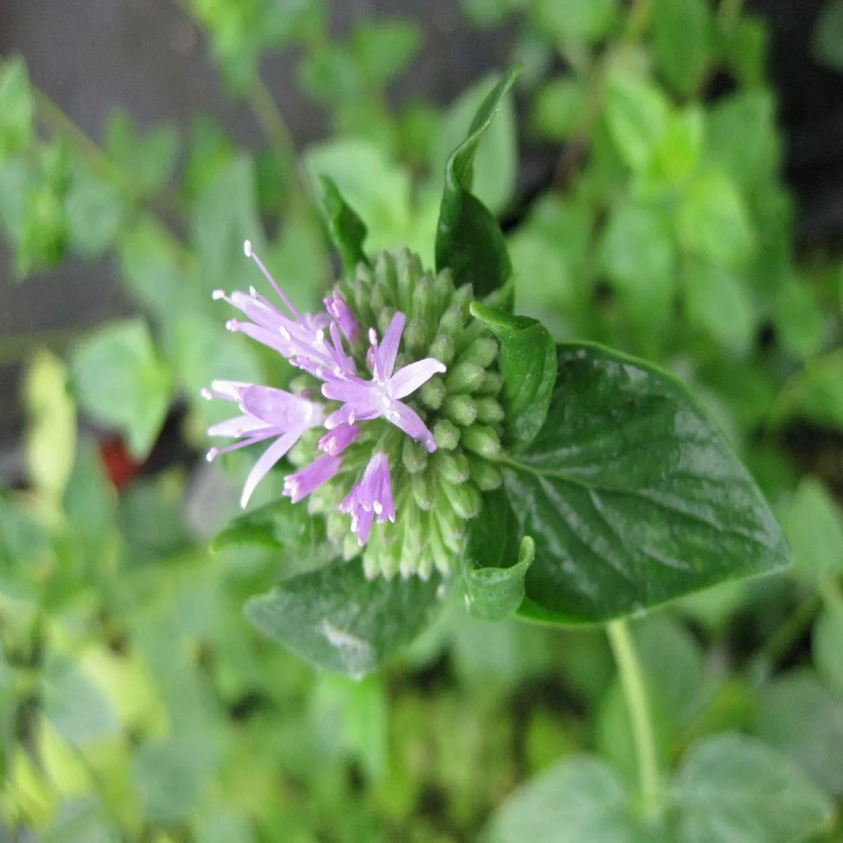 *RETAIL – Monardella villosa’Russian River ’