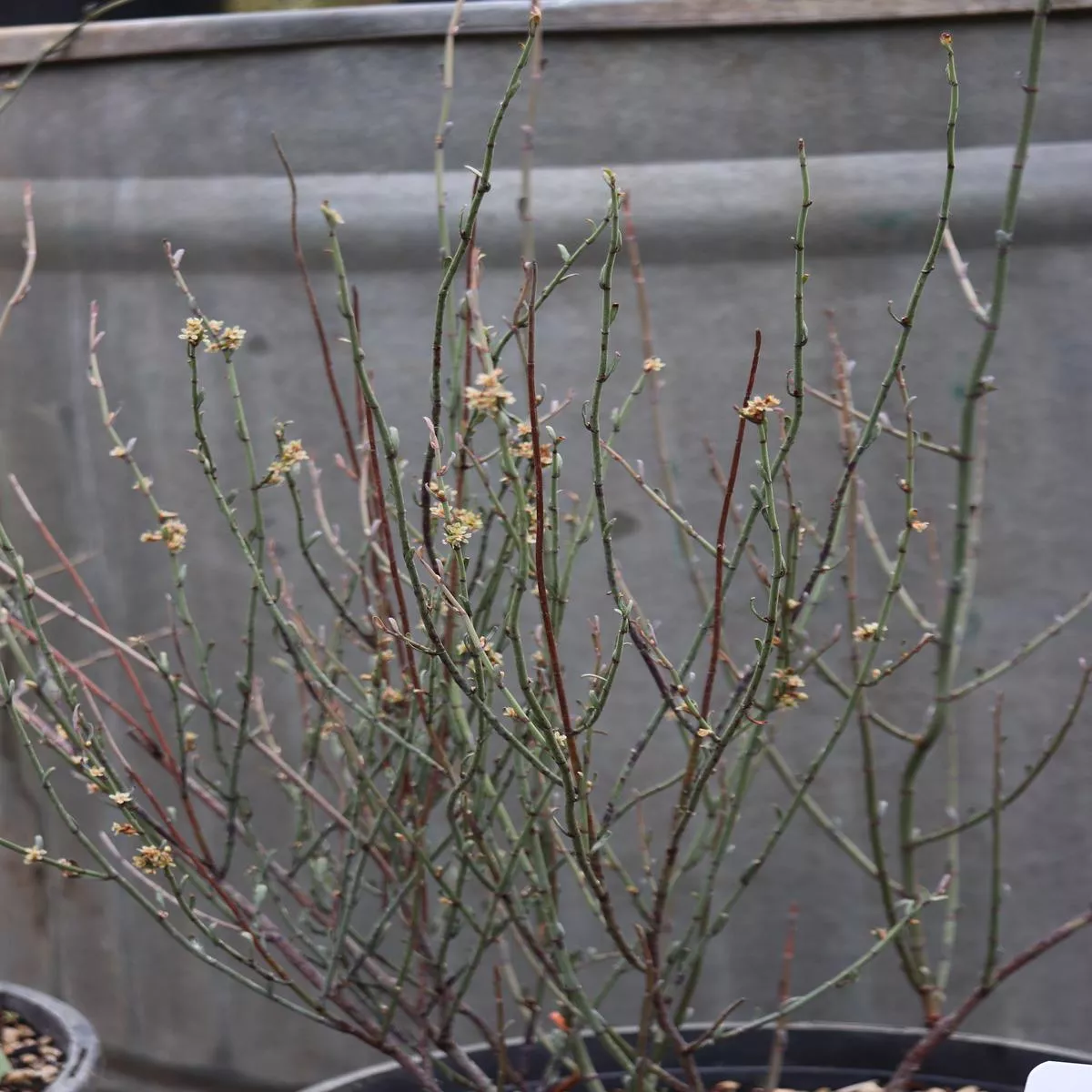 *RETAIL – Muehlenbeckia ephedroides