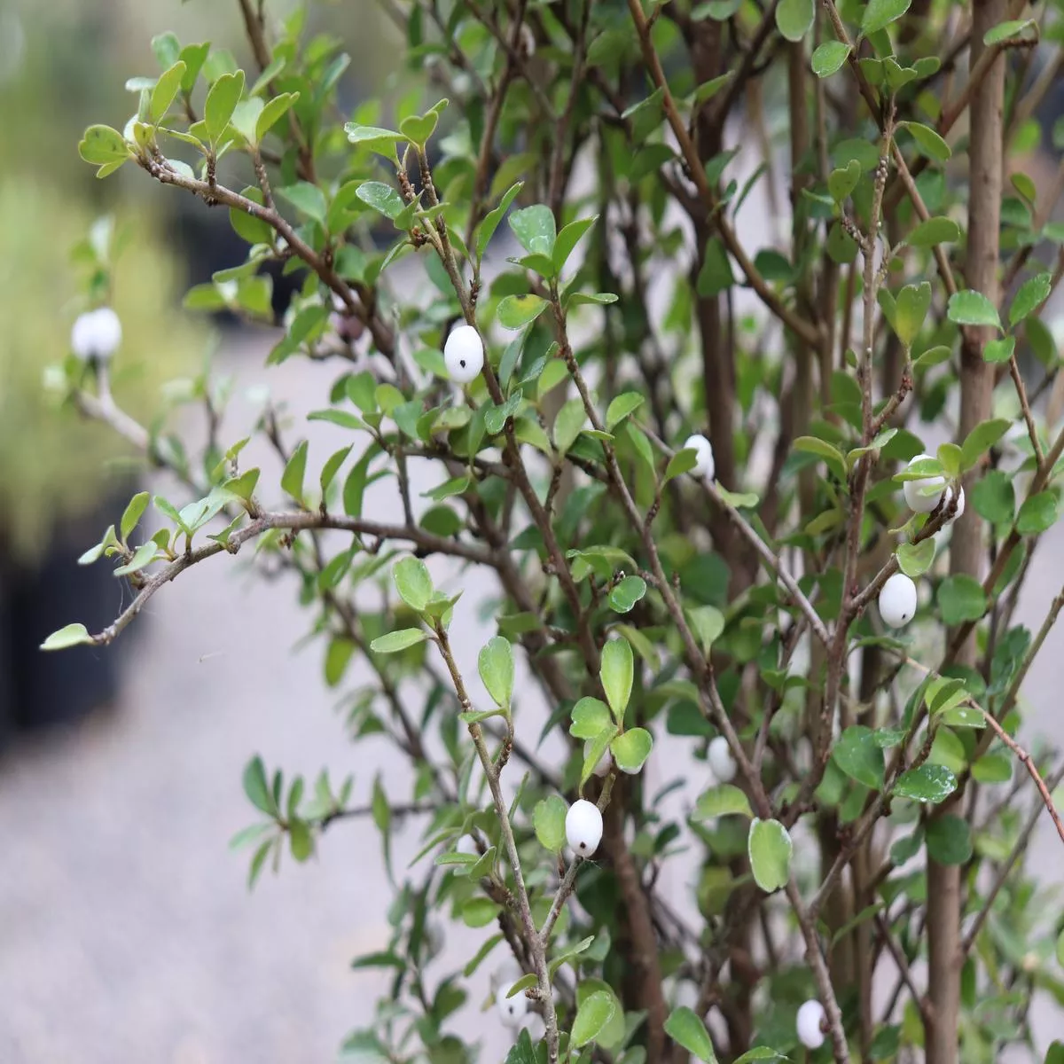 *RETAIL – Myrsine divaricata