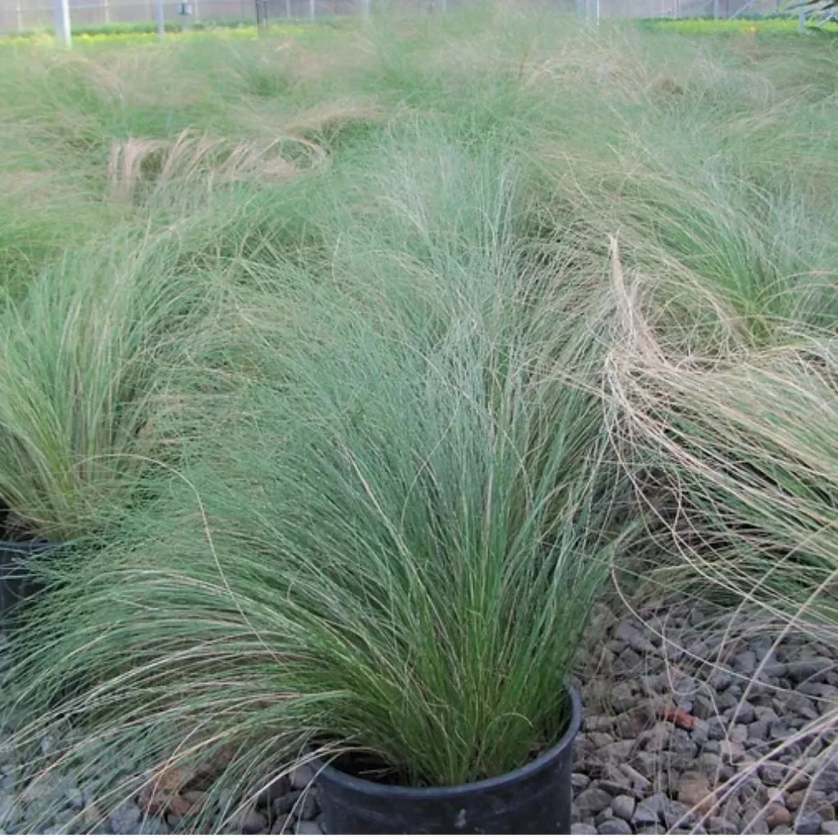 *RETAIL – Nassella tenuissima