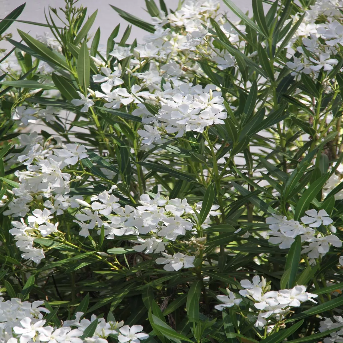 *RETAIL – Nerium oleander’Hardy White ’