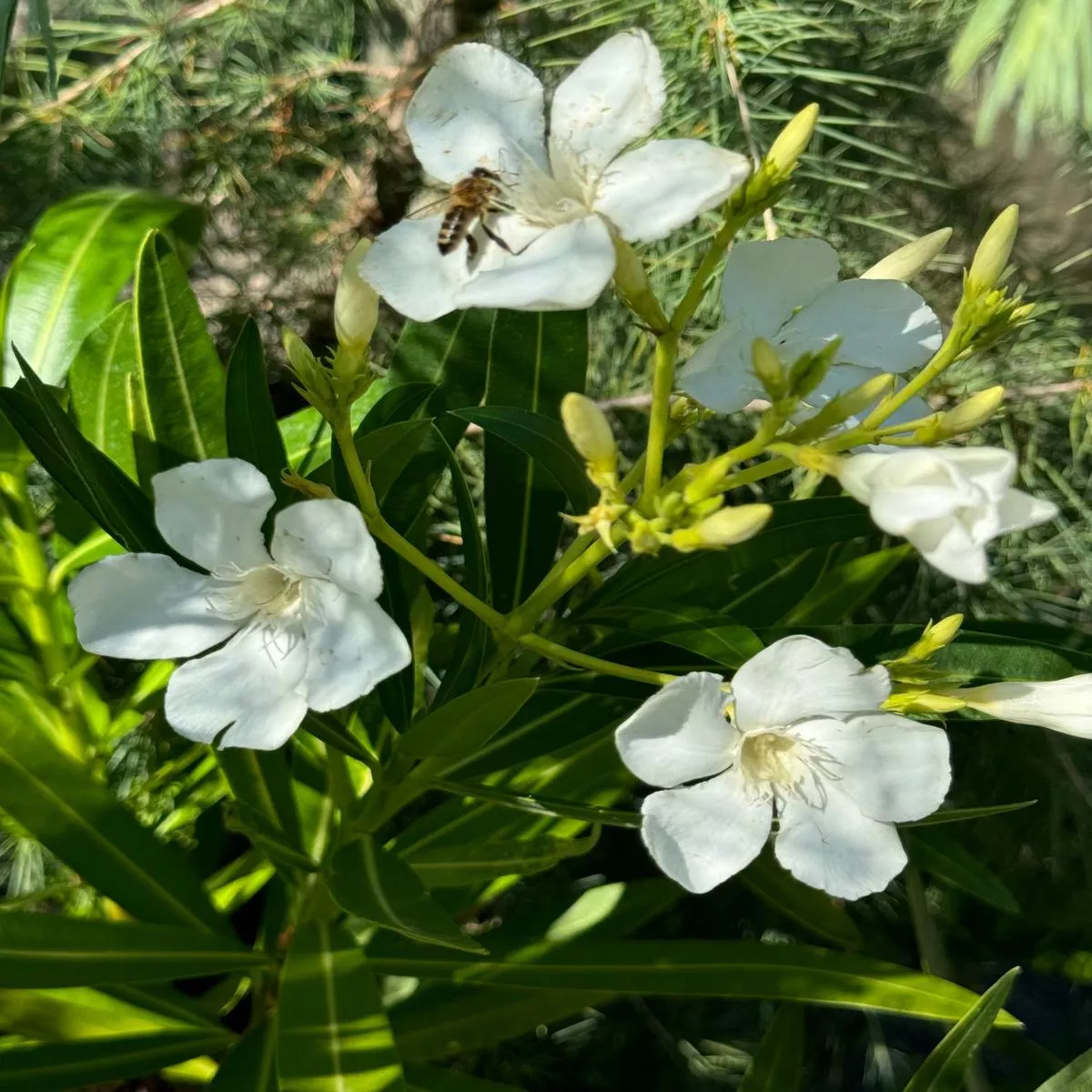*RETAIL – Nerium oleander’Sister Agnes ’