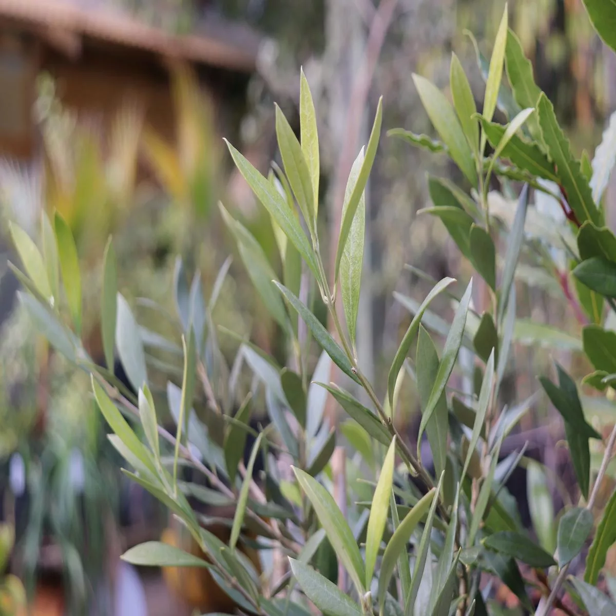 *RETAIL – Olea europaea’Amphissa ’