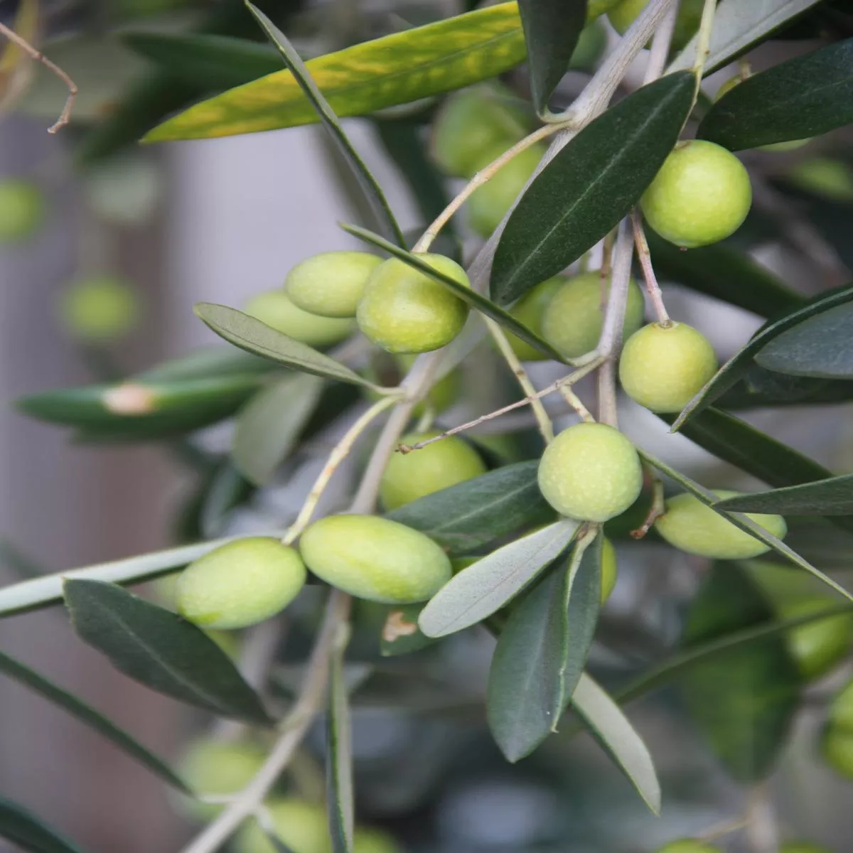 *RETAIL – Olea europaea’Frantoio ’