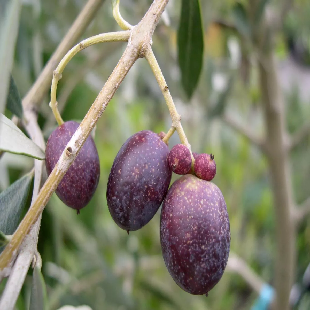 *RETAIL – Olea europaea’Vassilika ’