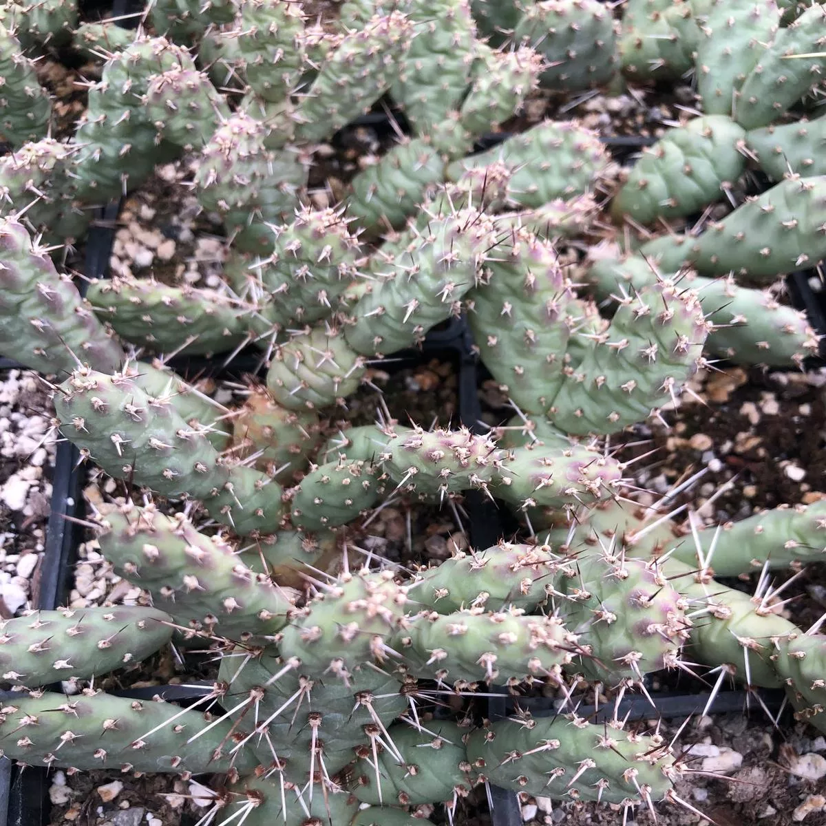 *RETAIL – Opuntia’James Hale ’