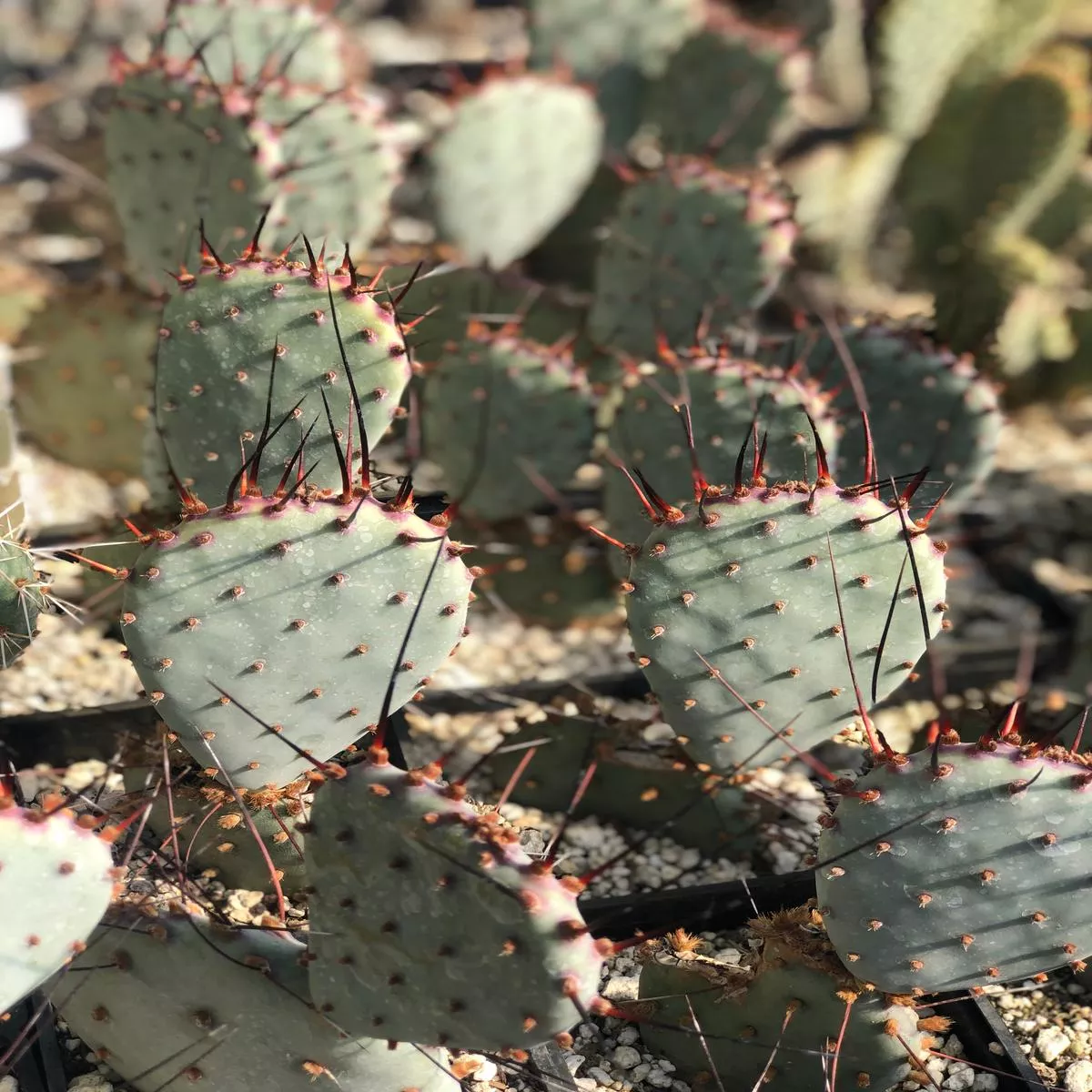 *RETAIL – Opuntia macrocentra’Backlash ’