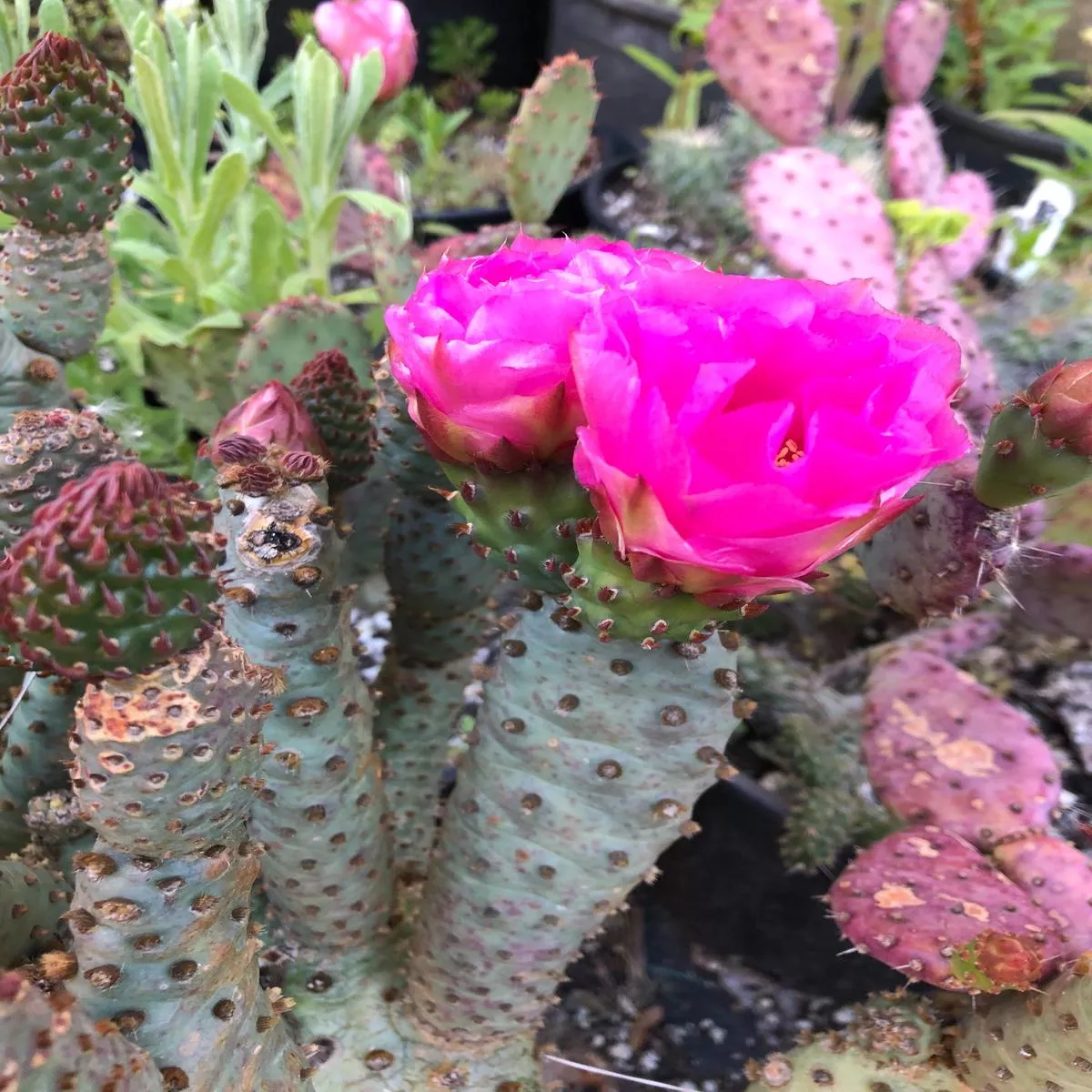 *RETAIL – Opuntia x’Upright Oblong ’