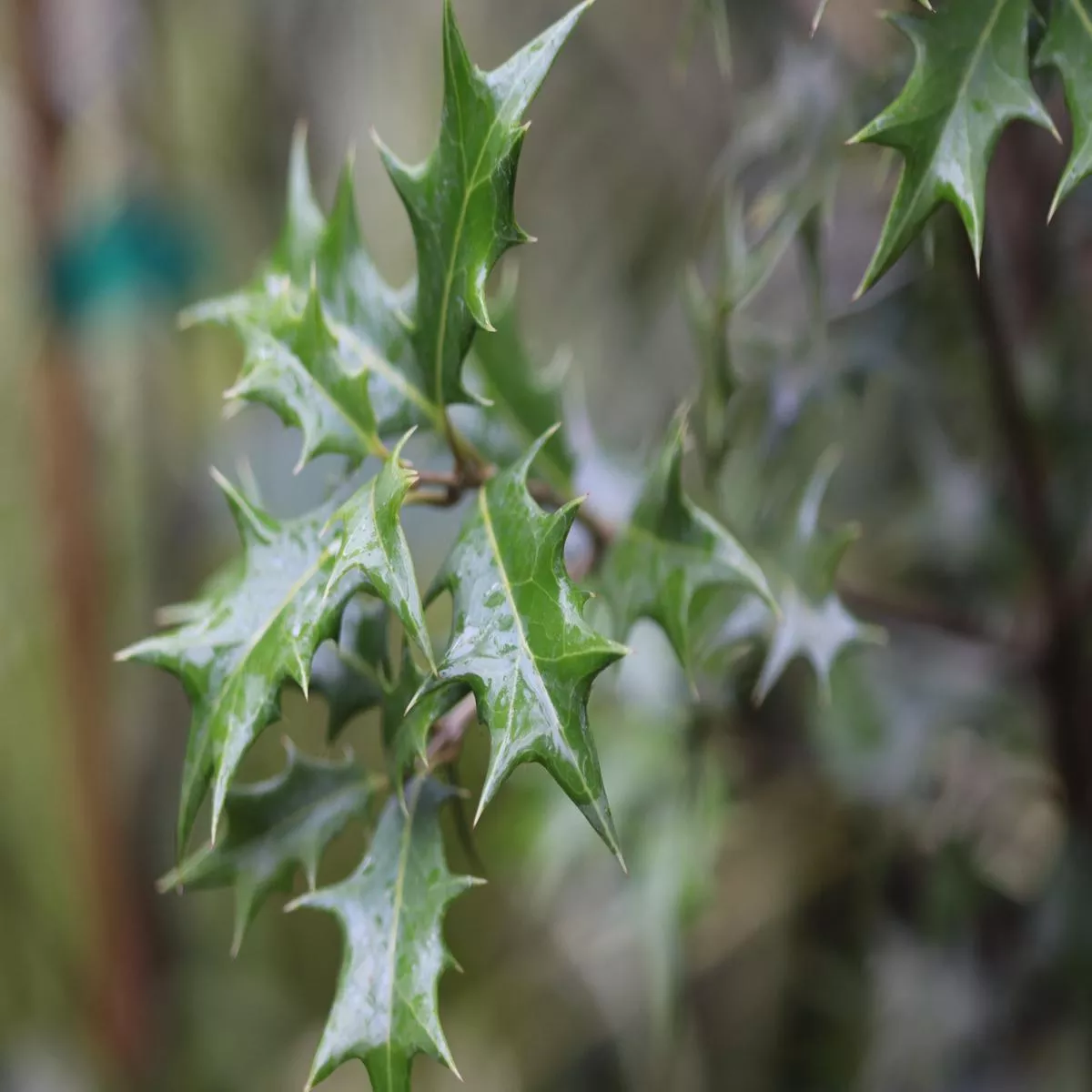 *RETAIL – Osmanthus heterophyllus’Riptide ’