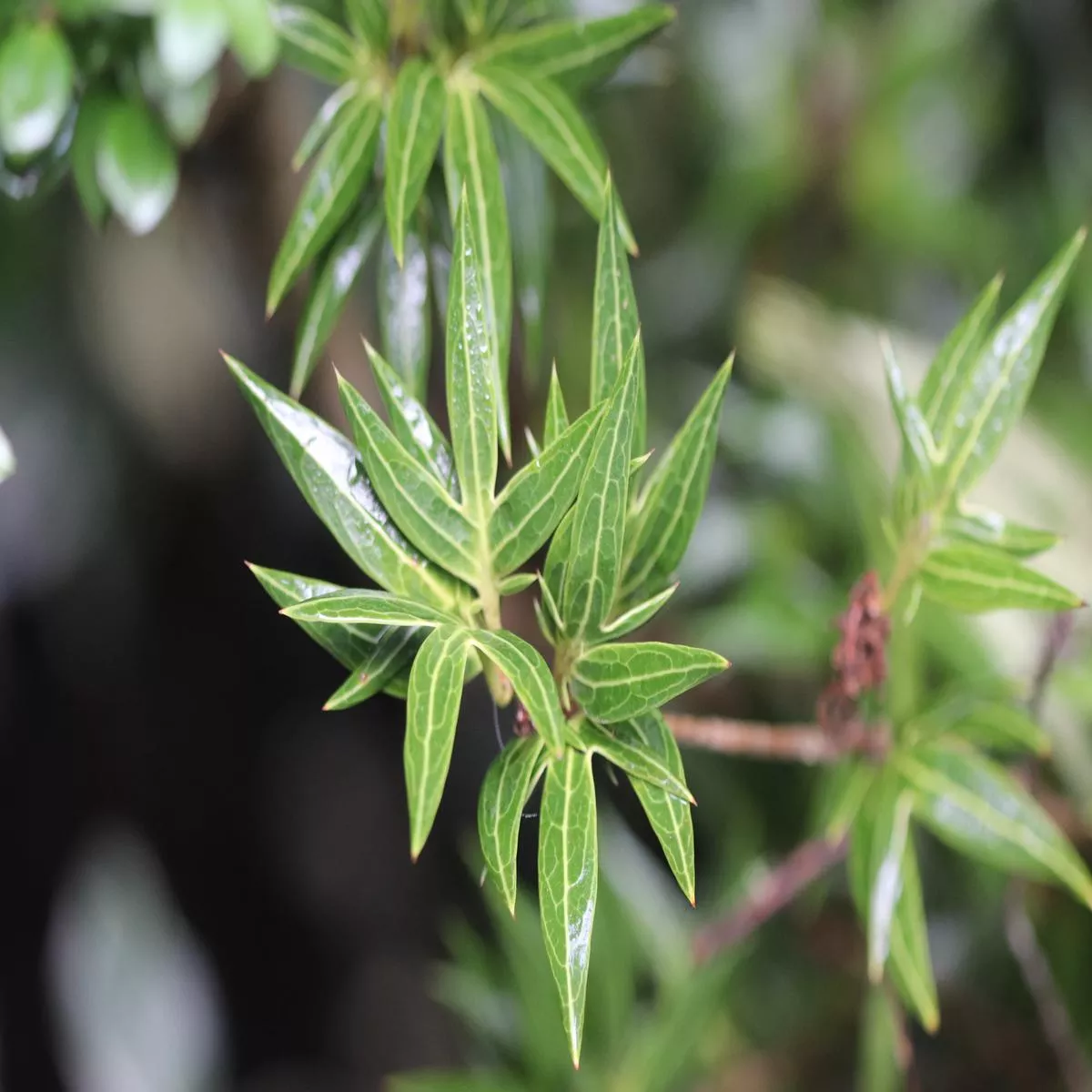 *RETAIL – Osmanthus heterophyllus’Sasaba ’