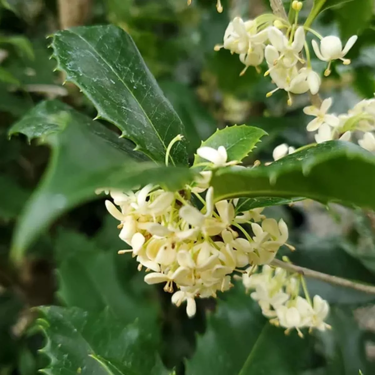 *RETAIL – Osmanthus x fortunei’San Jose ’