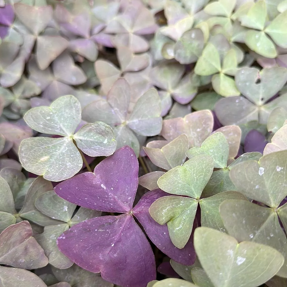 *RETAIL – Oxalis triangularis’Platinum Purple ’