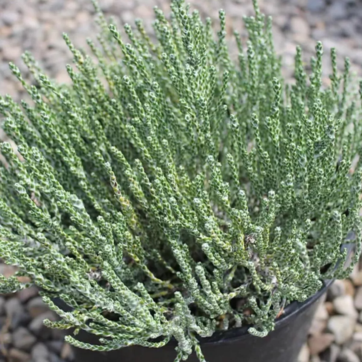 *RETAIL – Ozothamnus coralloides