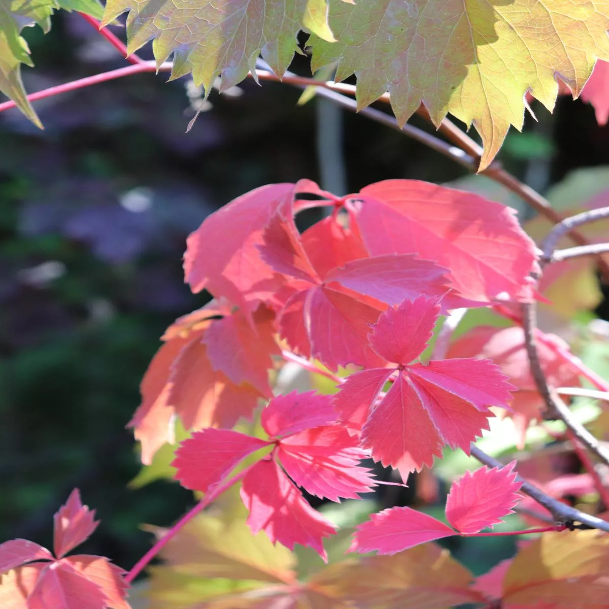 *RETAIL – Parthenocissus vitacea
