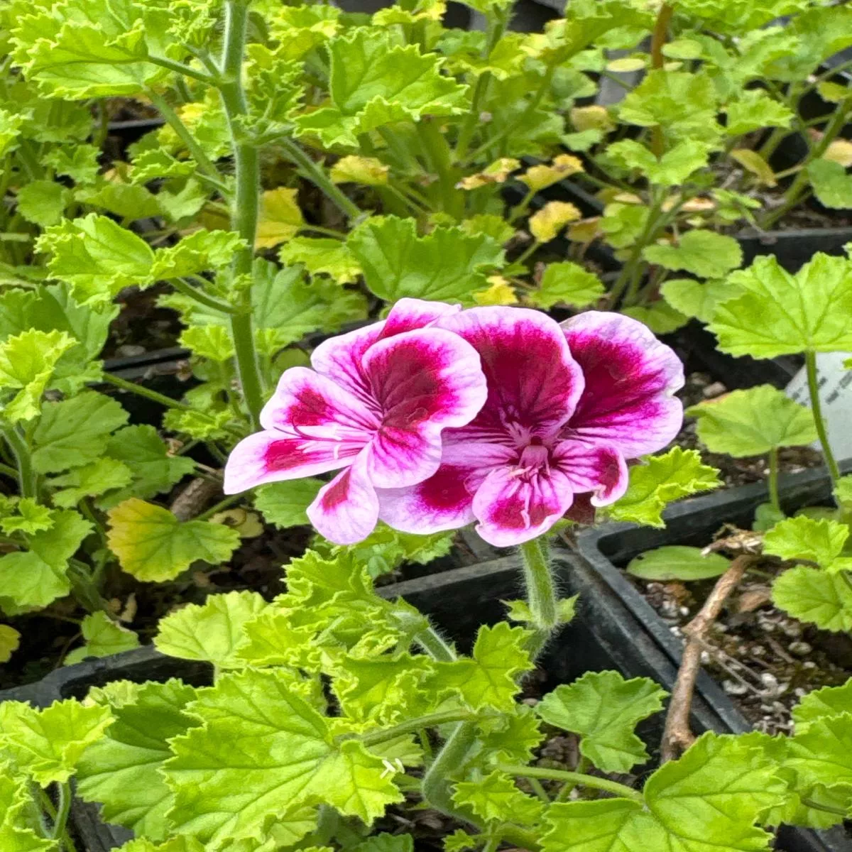 *RETAIL – Pelargonium’Veronica Contreras ’