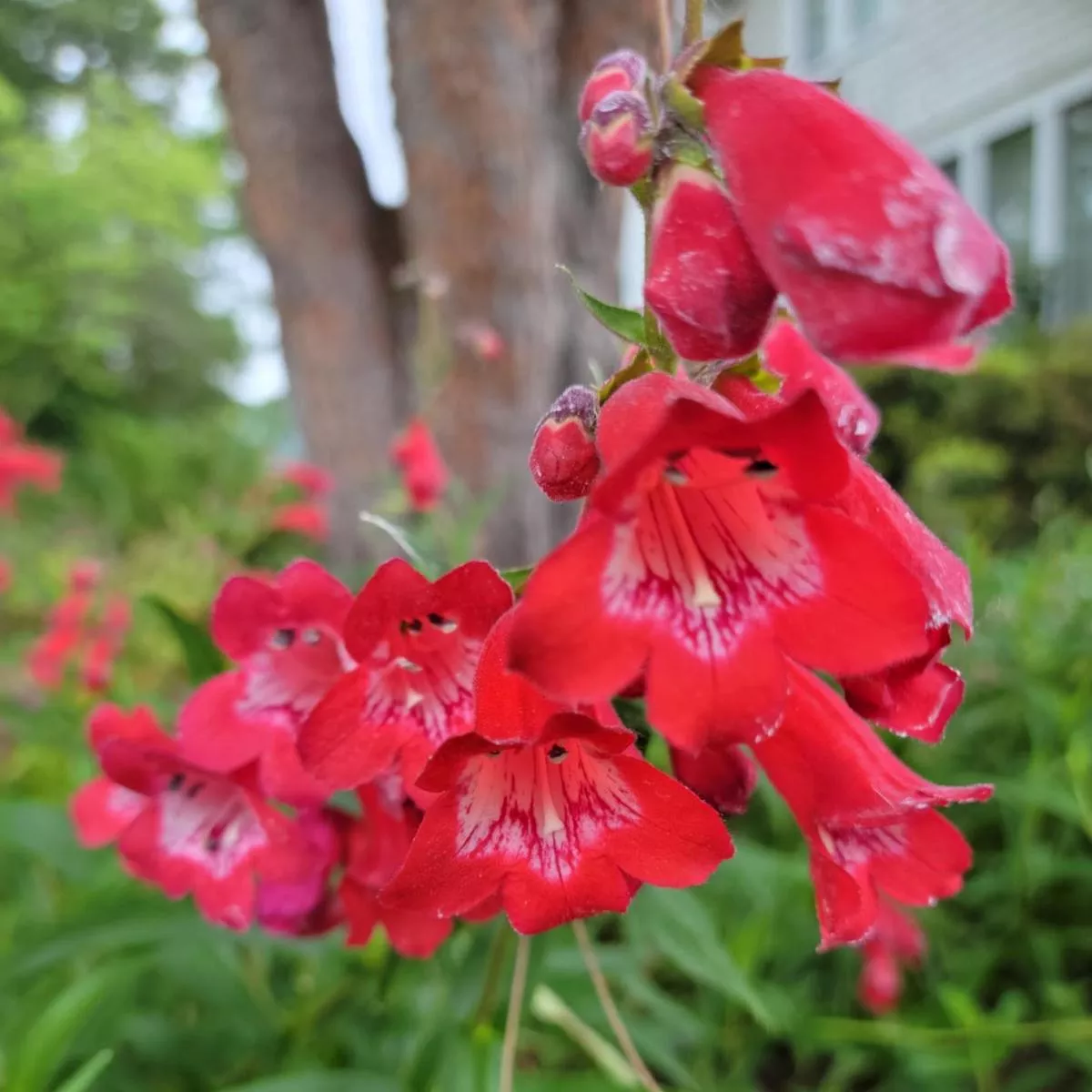 *RETAIL – Penstemon’Red Trumpet ’