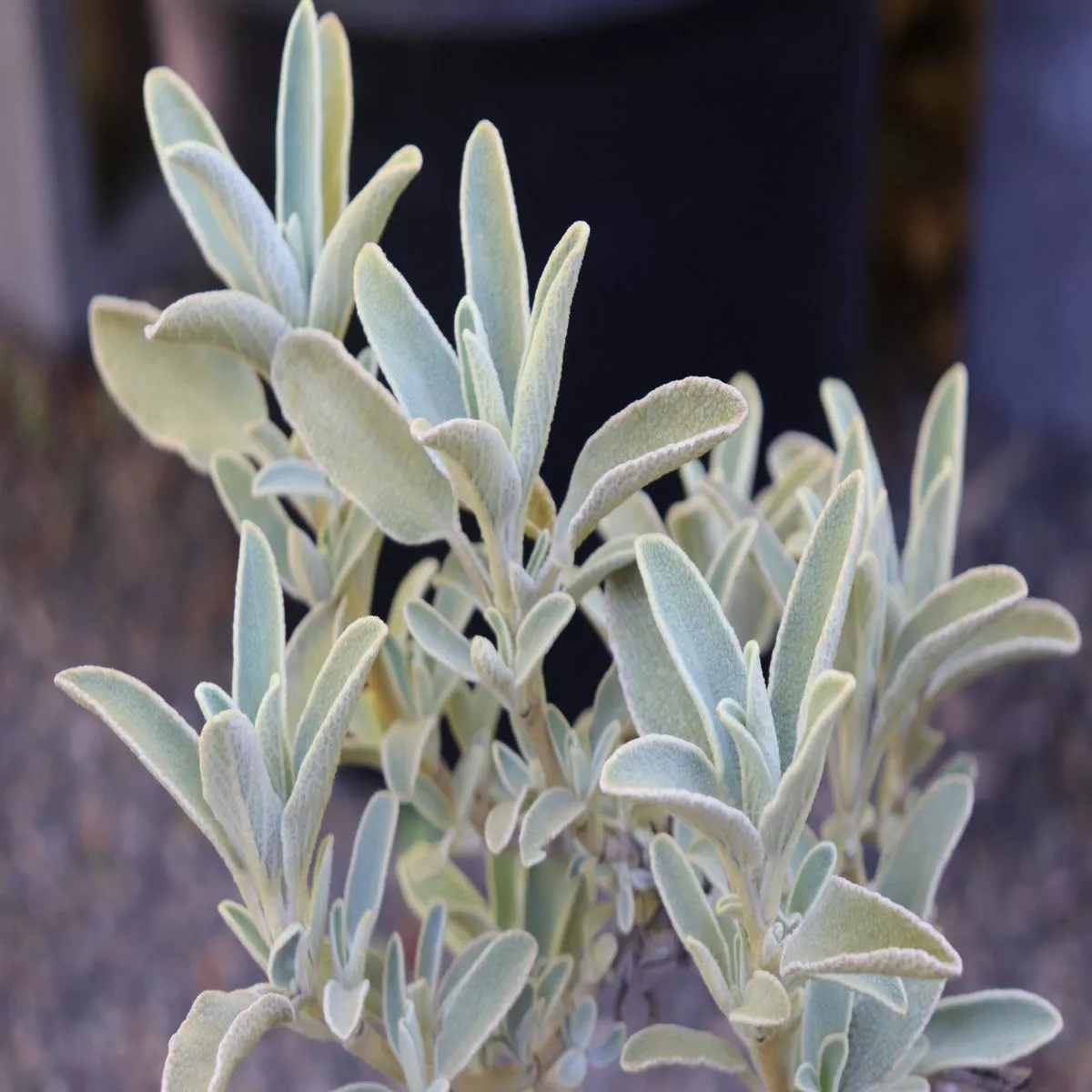 *RETAIL – Phlomis x cytherea
