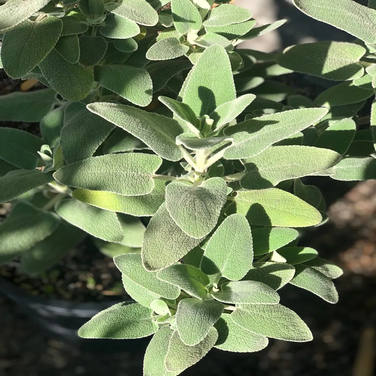*RETAIL – Phlomis x margaritae