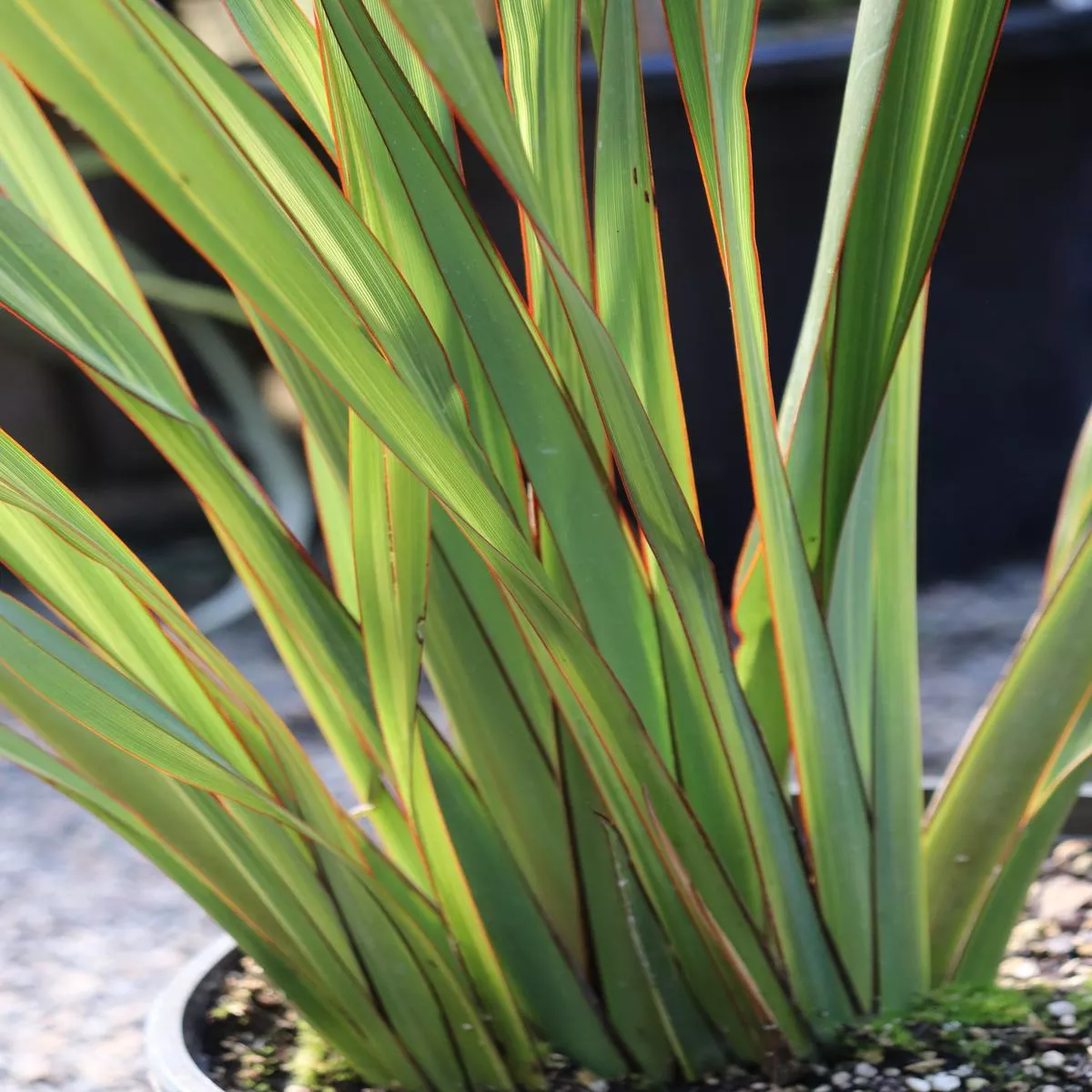 *RETAIL – Phormium’Apricot Queen ’