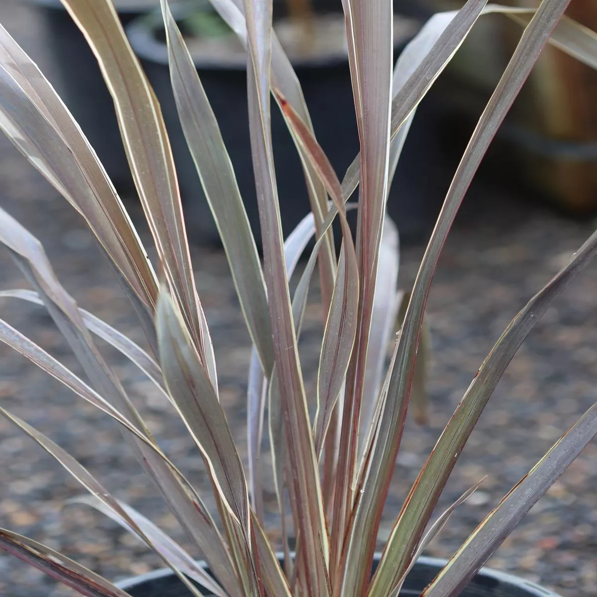 *RETAIL – Phormium’Ed Carman ’