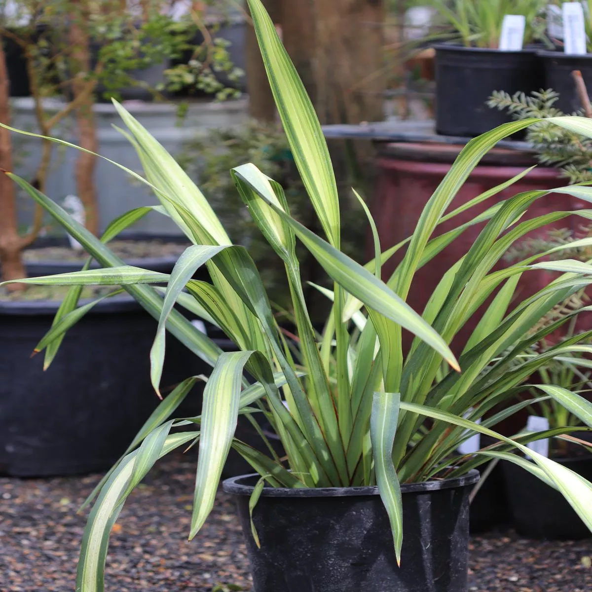 *RETAIL – Phormium’Yellow Wave ’