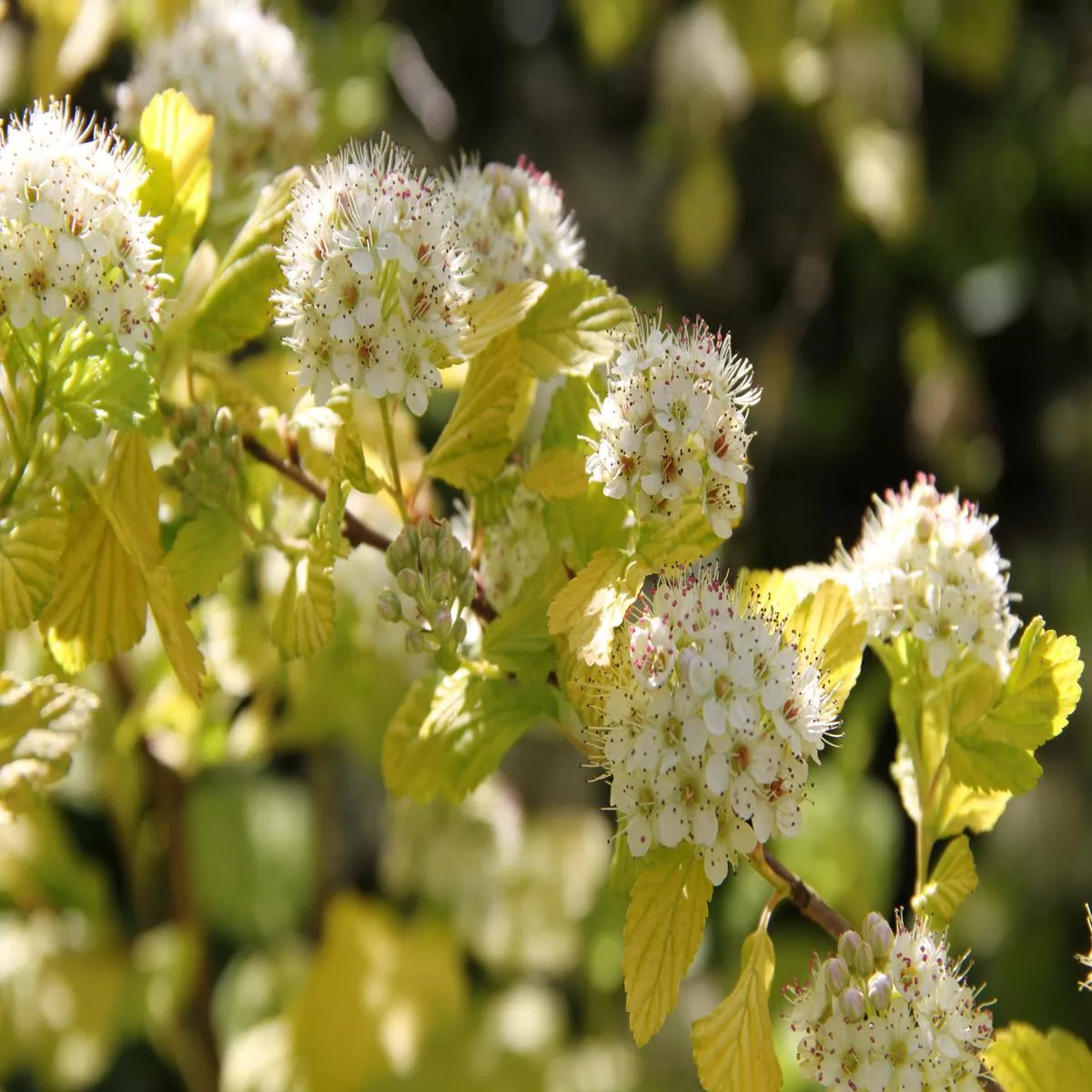 *RETAIL – Physocarpus opulifolius’Dart ’s Gold ’