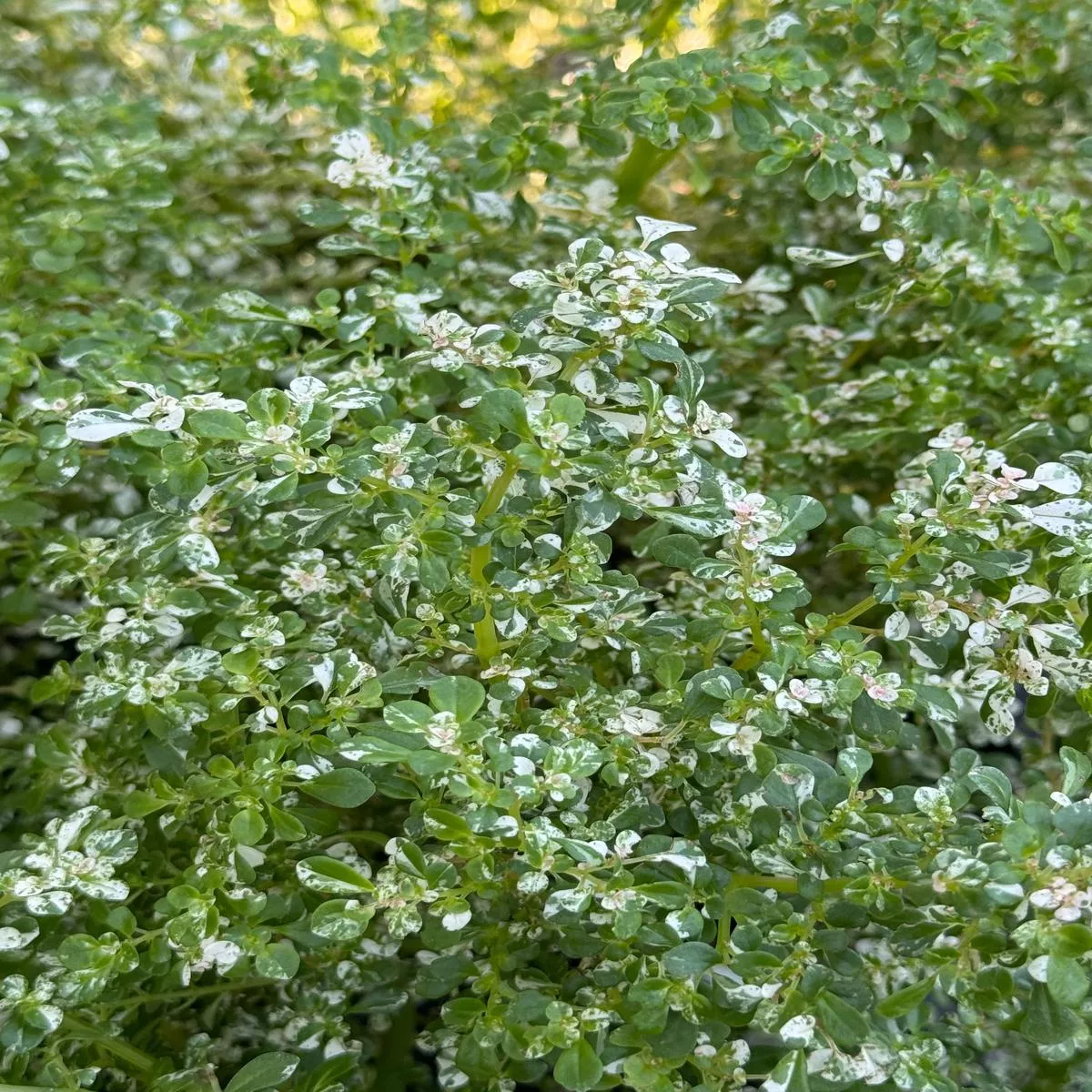 *RETAIL – Pilea microphylla’Variegata ’