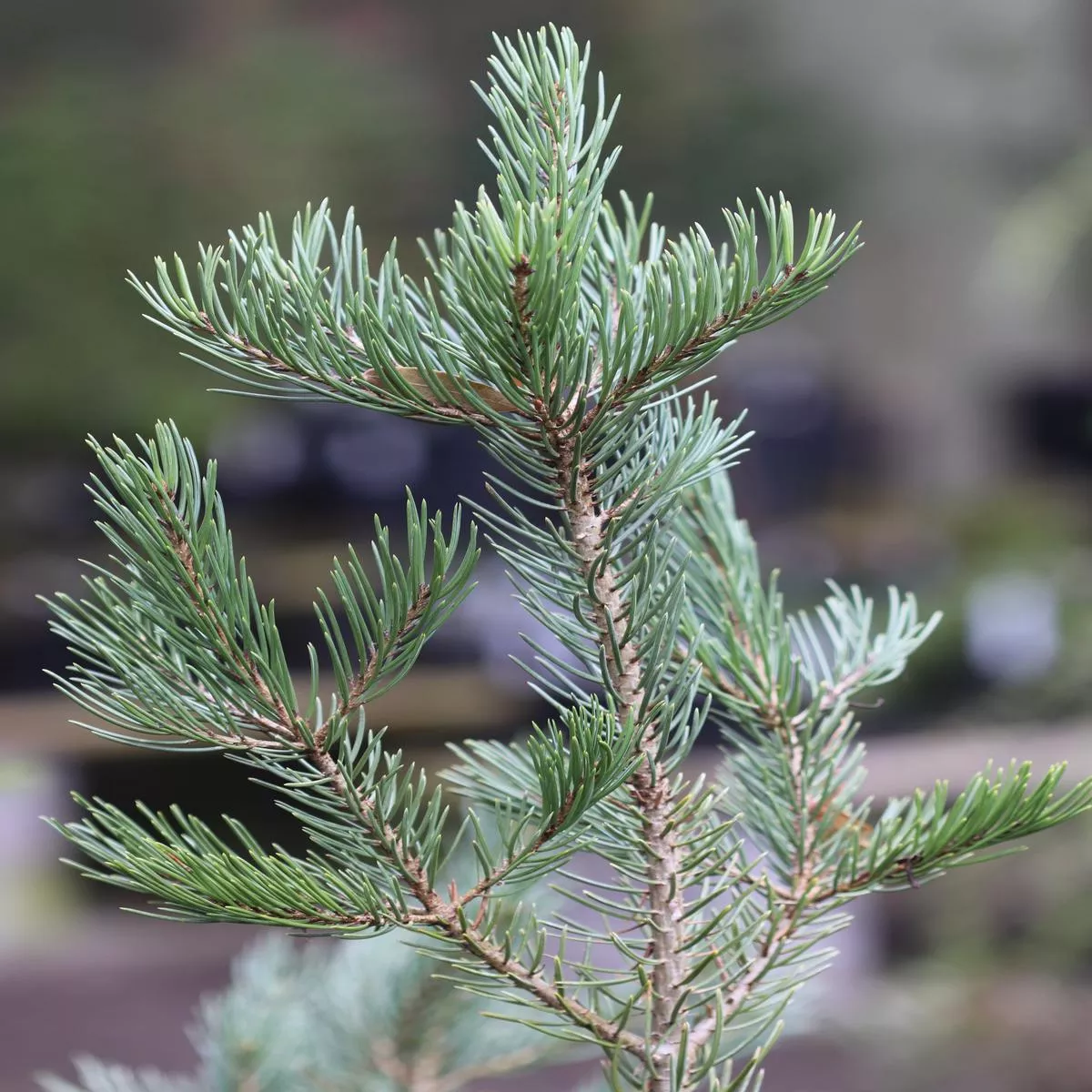 *RETAIL – Pinus edulis