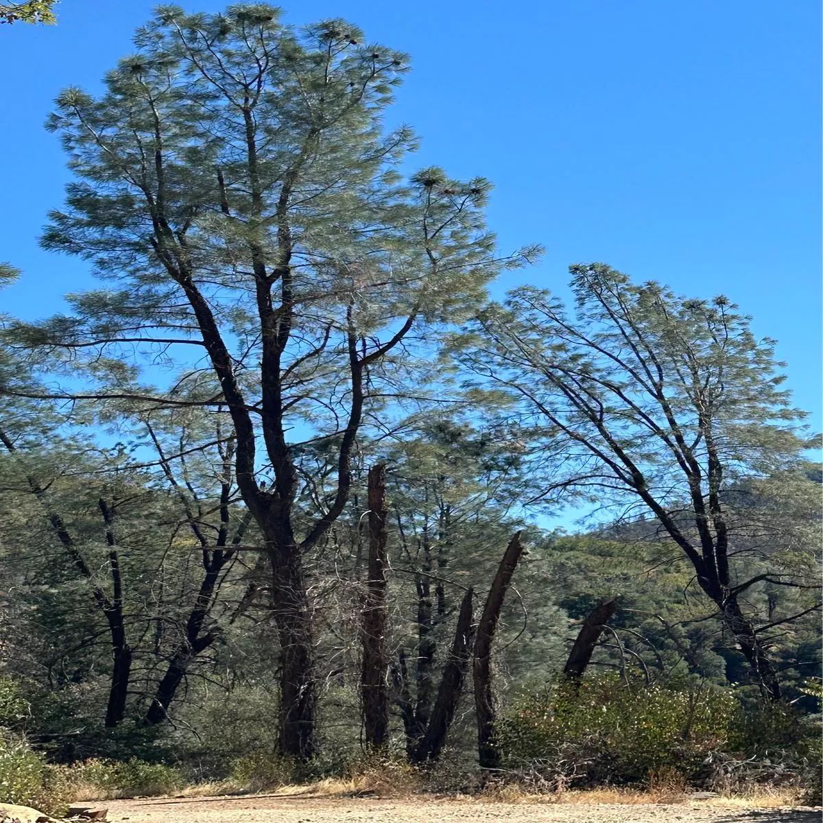 *RETAIL – Pinus sabiniana