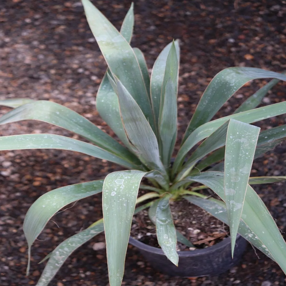 *RETAIL – Yucca filamentosa