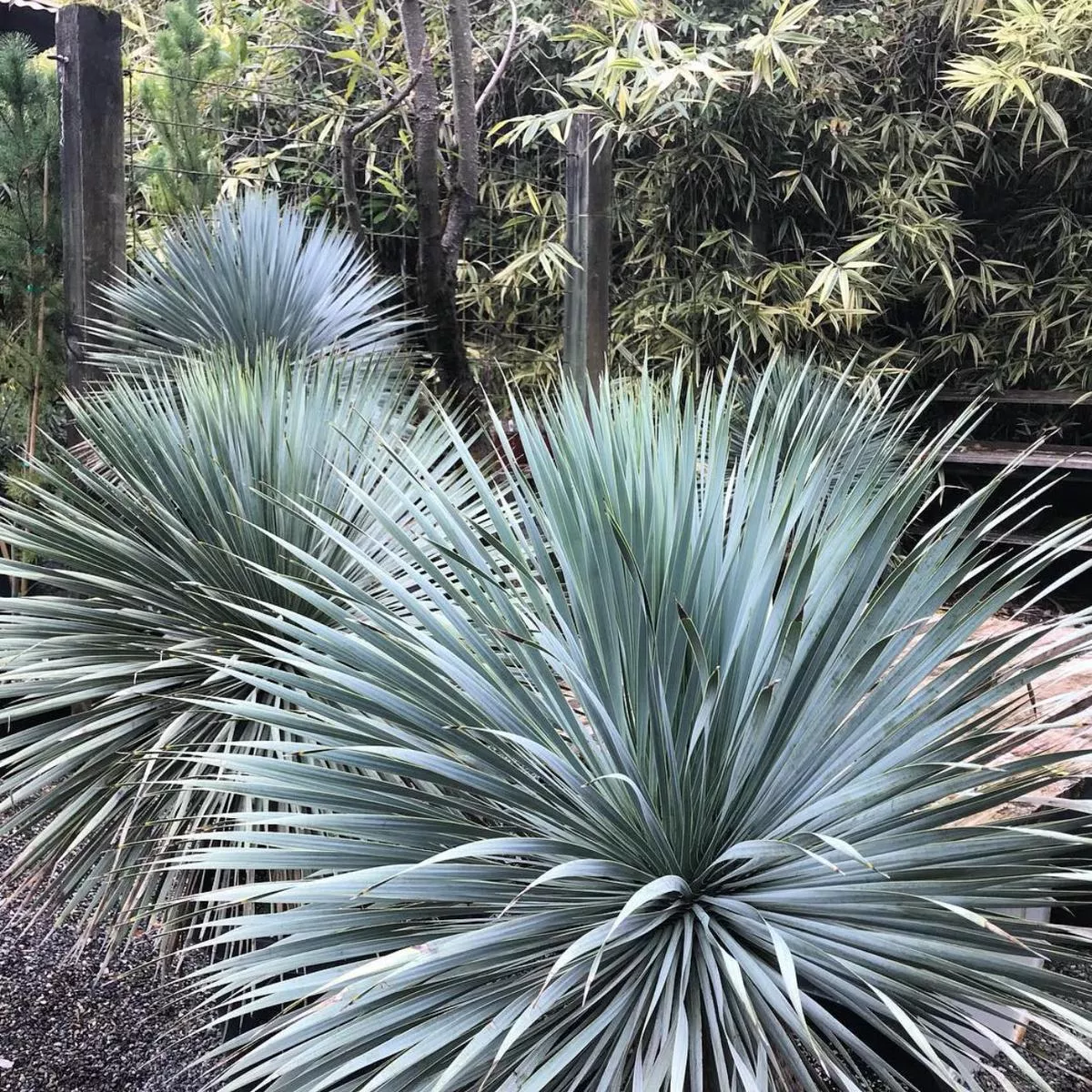*RETAIL – Yucca rostrata – trunking specimen