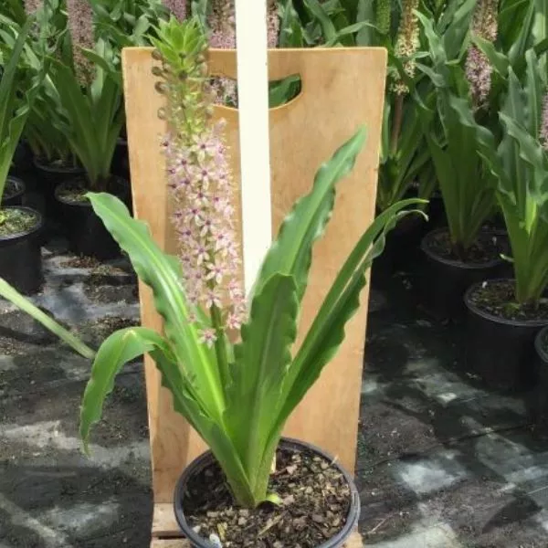 Reuben Pineapple Lily – #1 Container