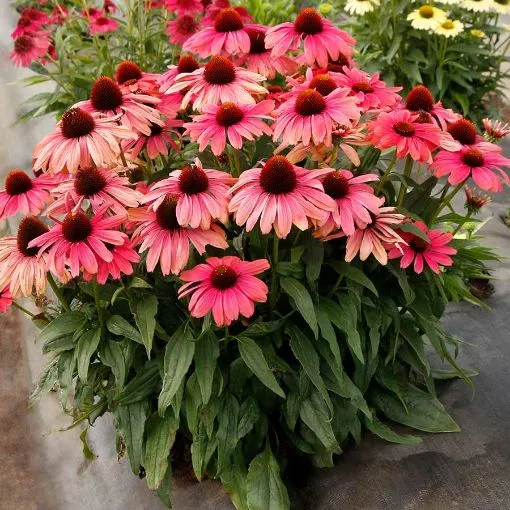 REVELATION ‘Coral’!