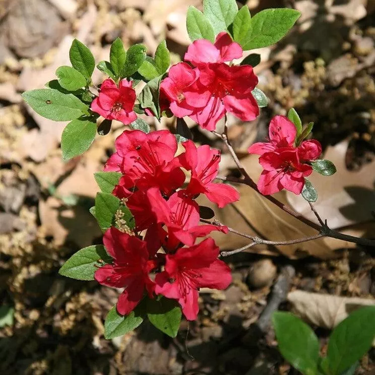 Rhododendron 'Bixby'- Bixby Azalea