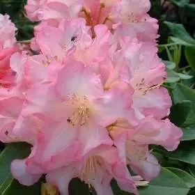 Rhododendron ‘Bruce Brechtbill’