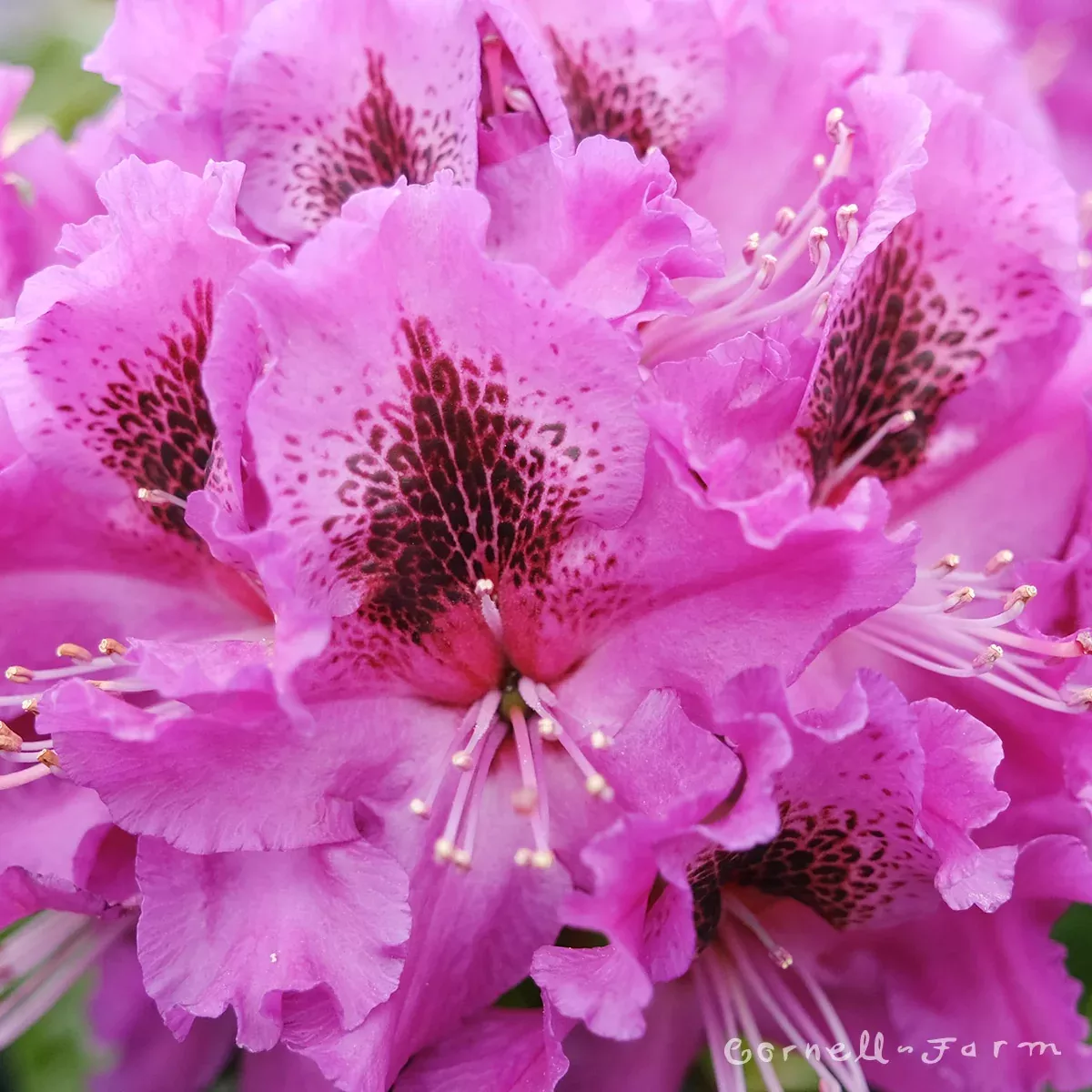 Rhododendron Colonel Coen 5gal